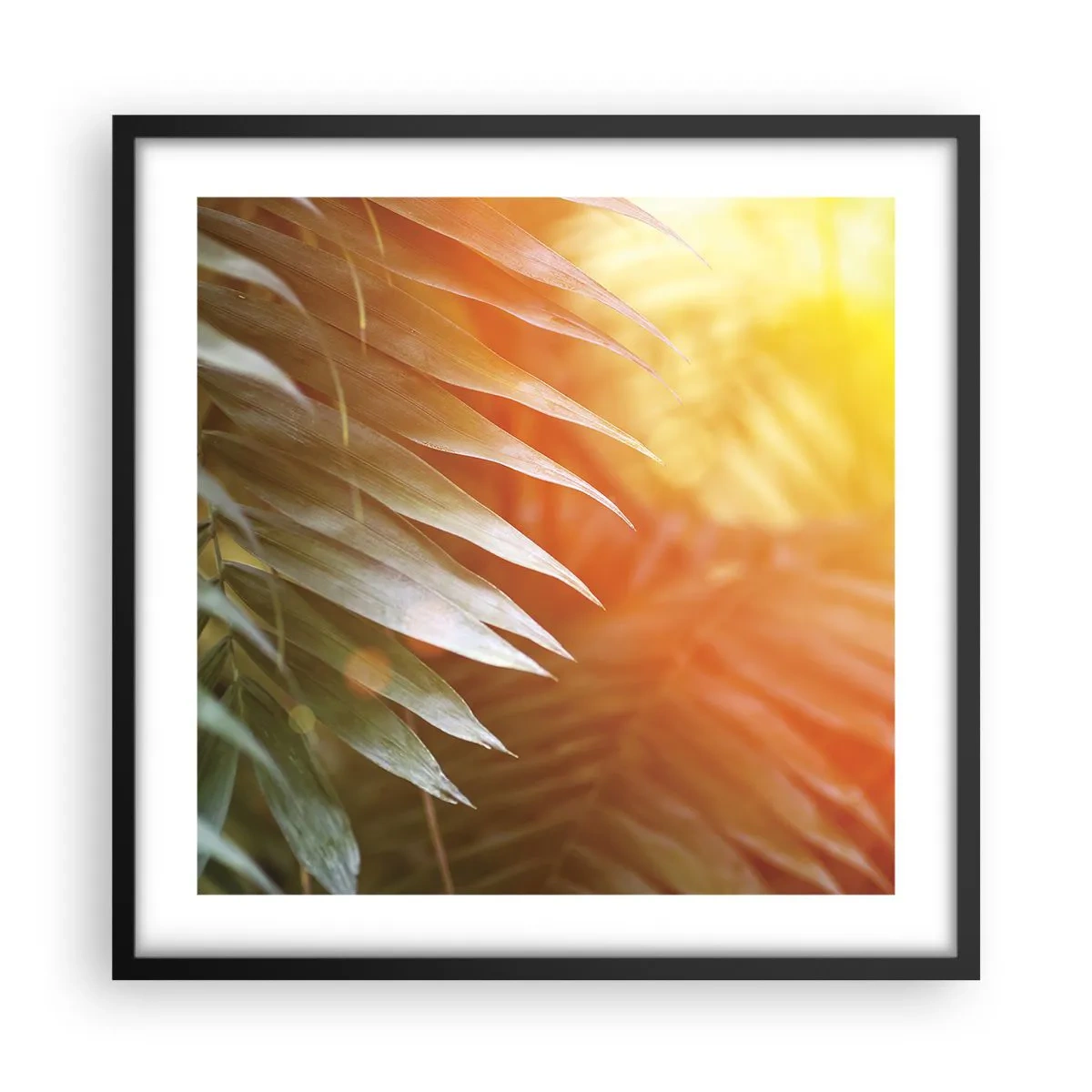 Poster în ramă neagră - Dimineață în junglă - 50x50 cm