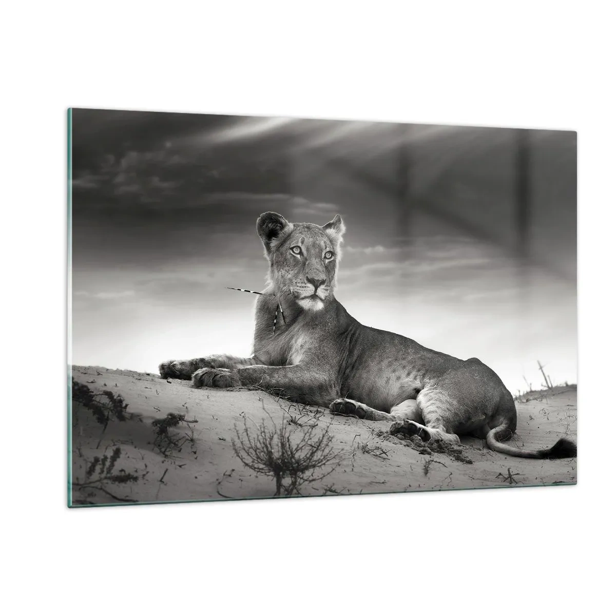 Tablou pe sticlă - Odihna reginei deșertului - 120x80 cm