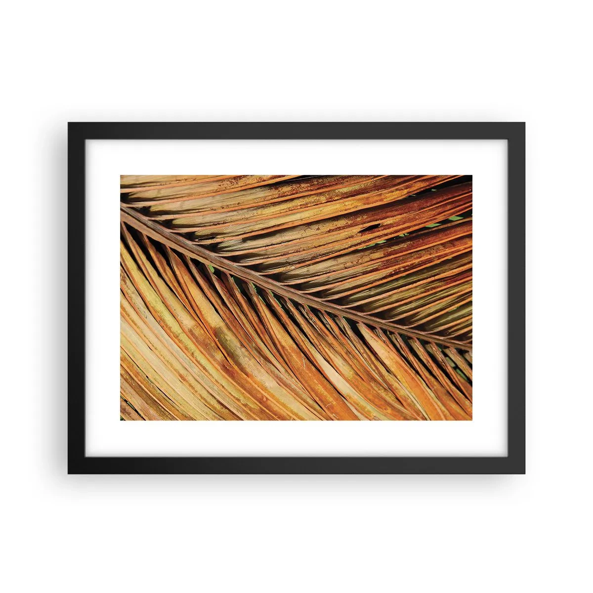 Poster în ramă neagră - Aur de nucă de cocos - 40x30 cm