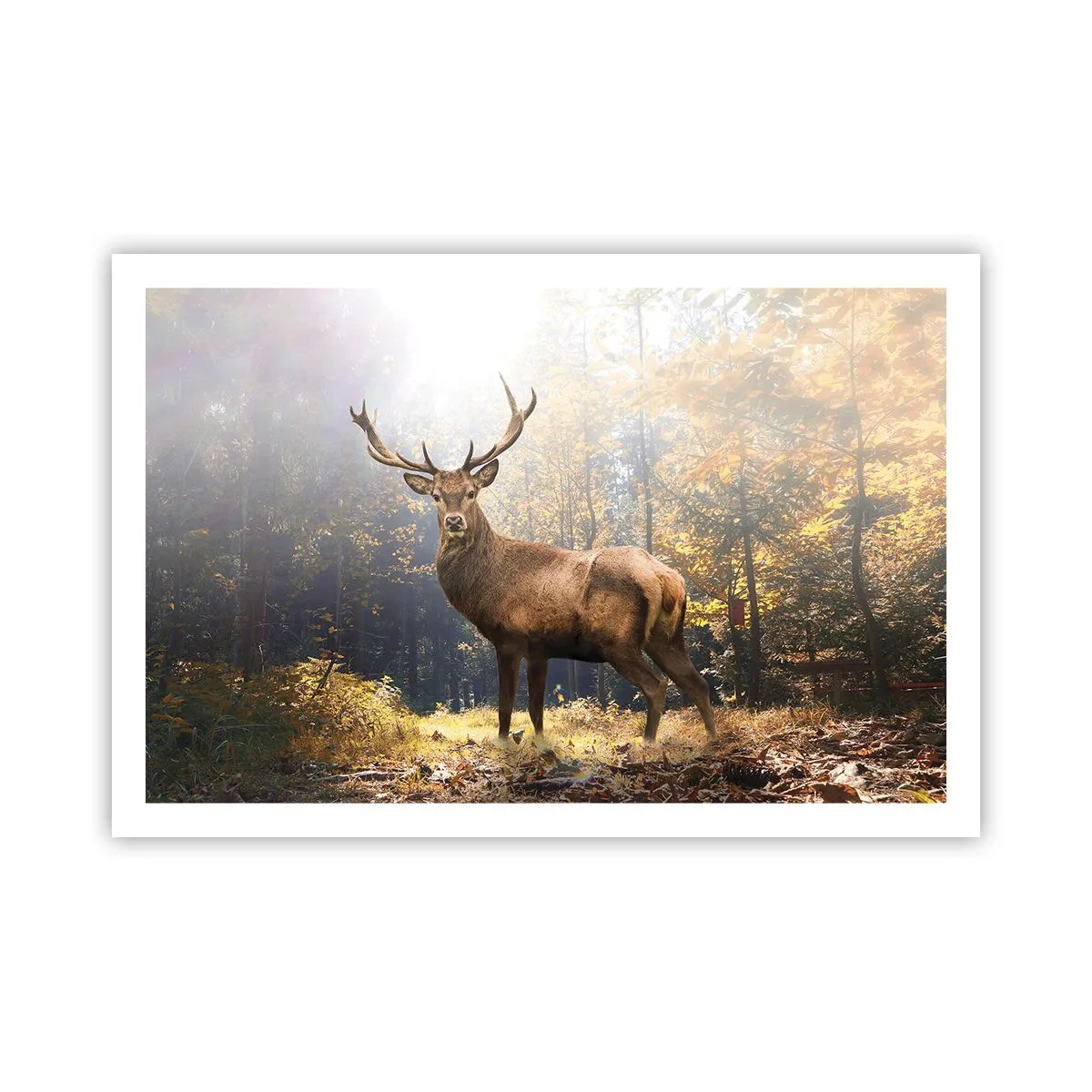 Poster - Măreție calmă - 91x61 cm