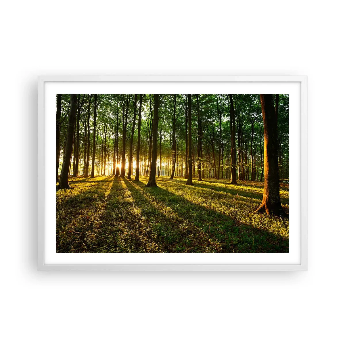 Poster în ramă albă - Fotografia tuturor primăverilor - 70x50 cm
