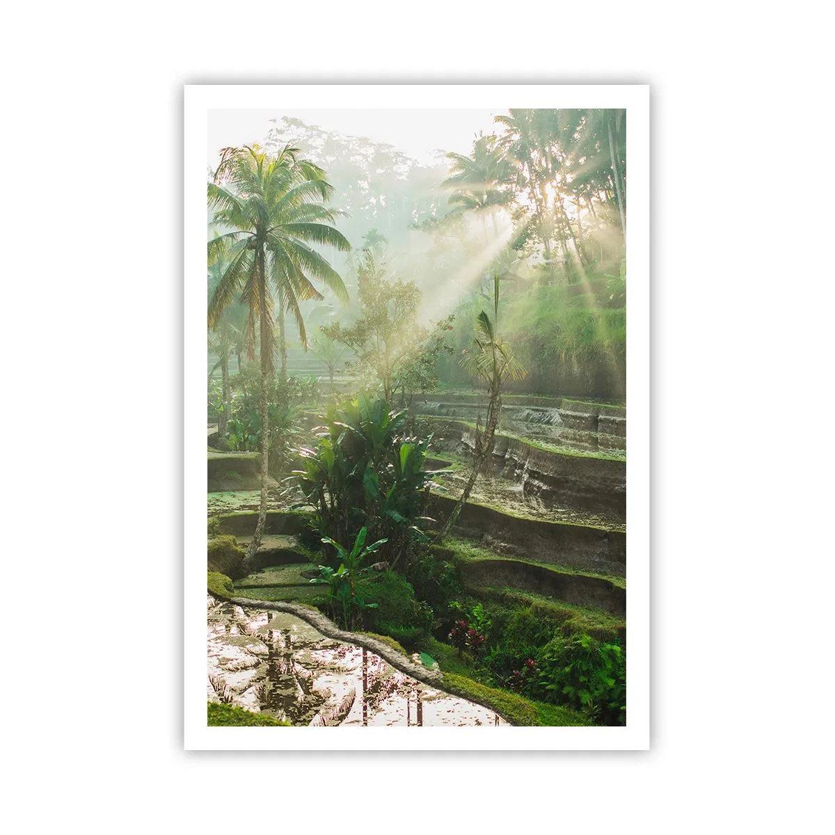 Poster - Crescând la soare - 70x100 cm