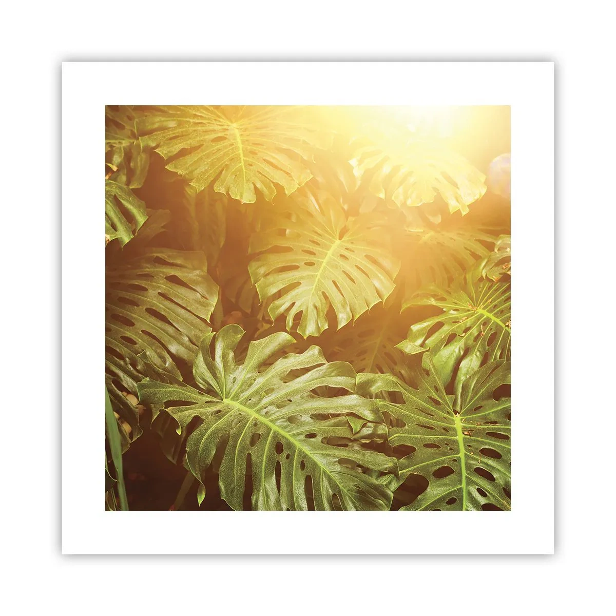 Poster - Poftiți în verde - 40x40 cm