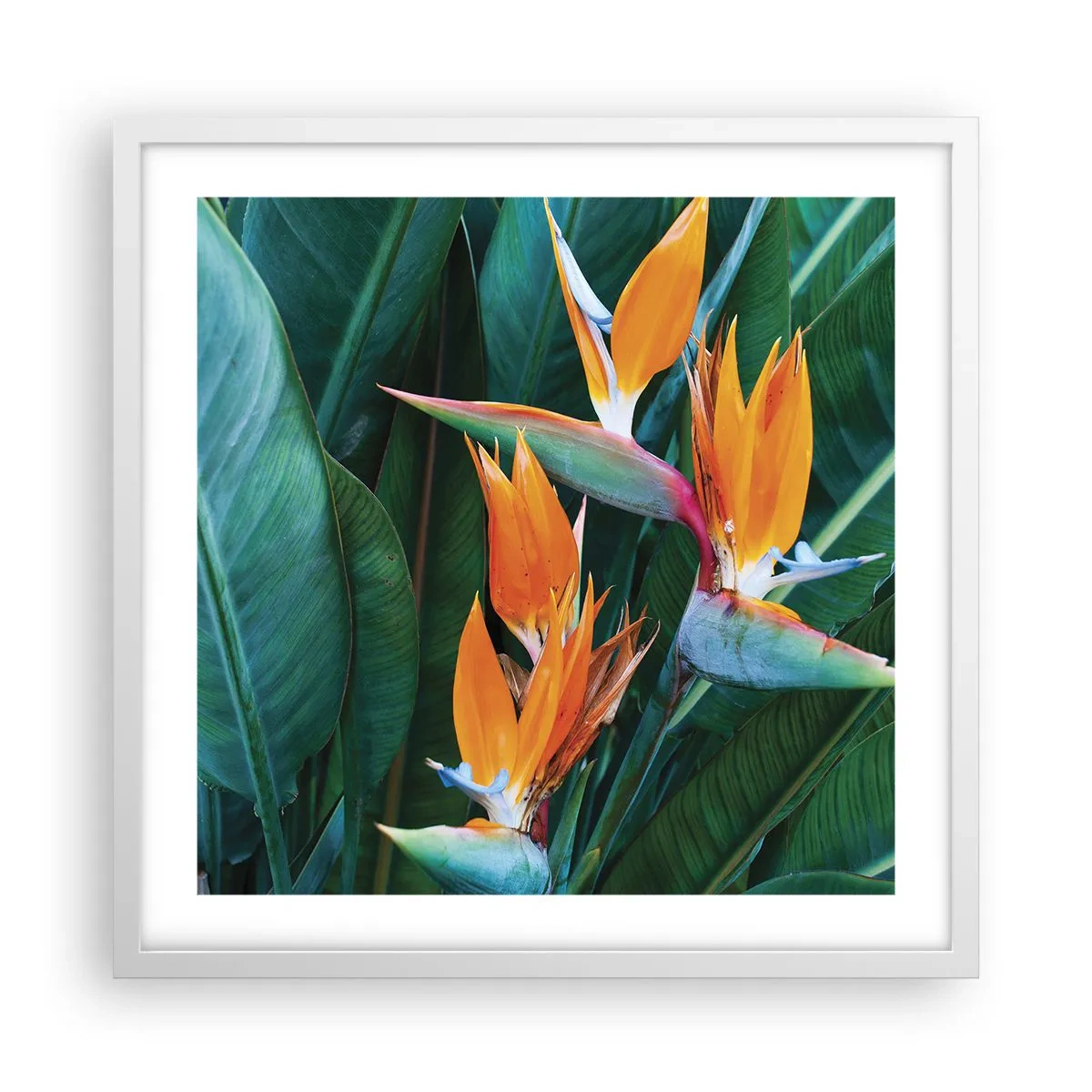 Poster în ramă albă - Este o floare sau o pasăre? - 50x50 cm