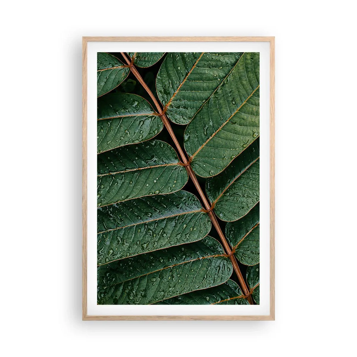 Poster în ramă de stejar deschis - Într-un ritm verde - 61x91 cm