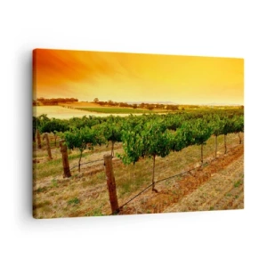 Tablou pe pânză Canvas - Viță de vie pe o plantație la un apus de soare auriu - 70x50cm - Să bem soarele - Decorațiune modernă pentru perete pentru living și dormitor ARTTOR