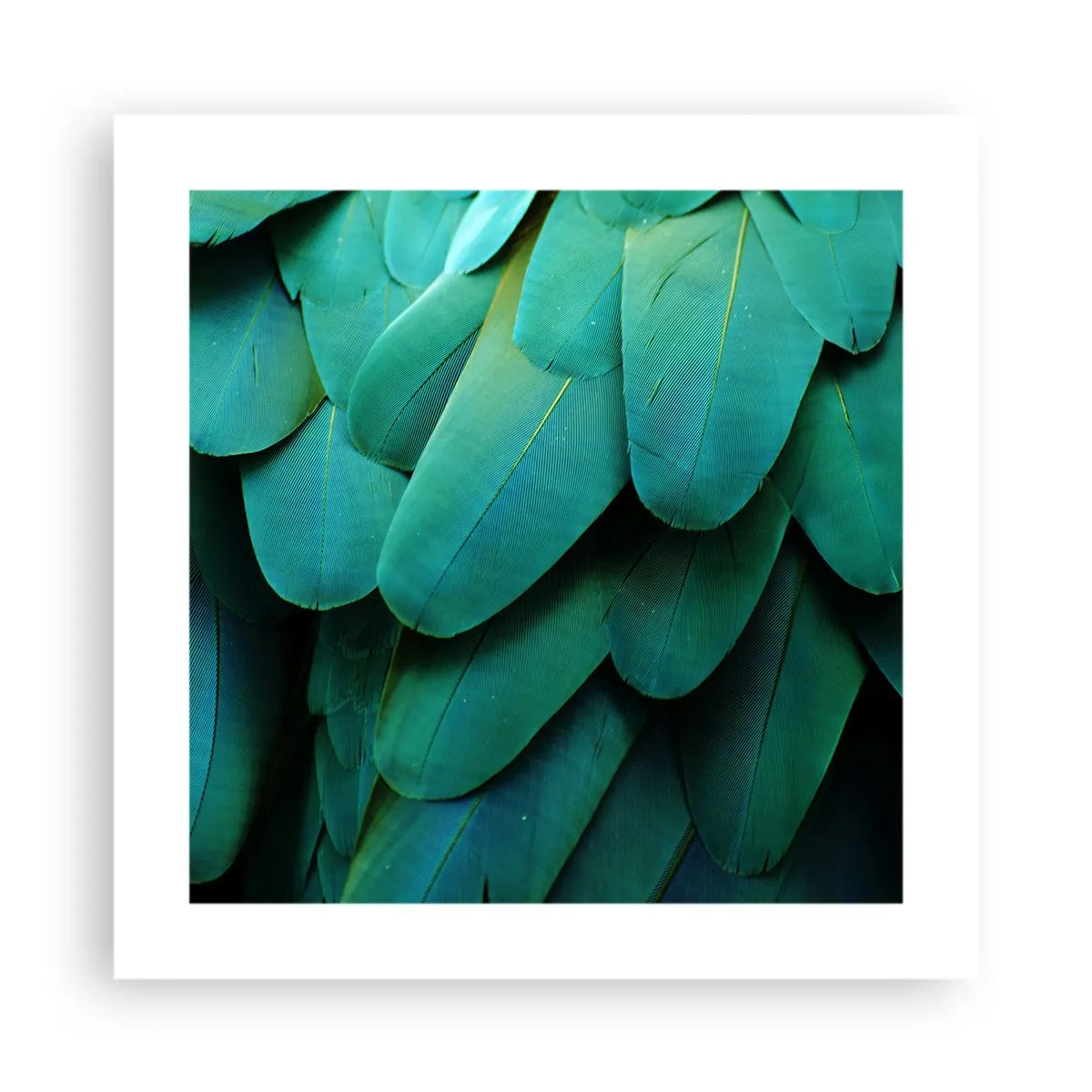 Poster - Precizia naturii papagalicești - 40x40 cm
