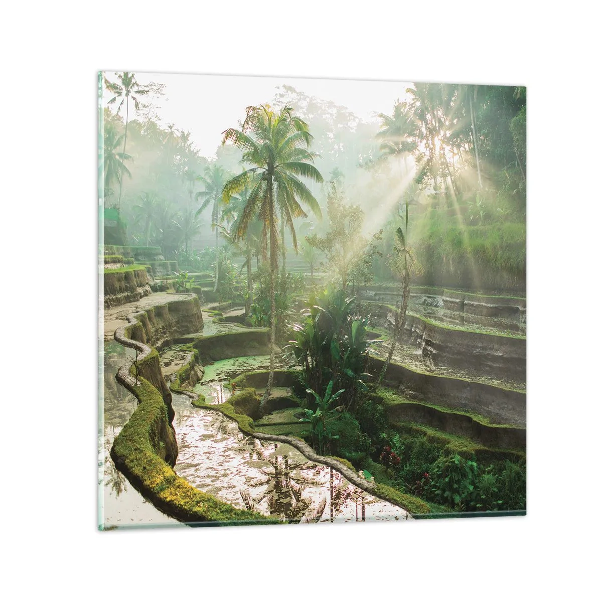 Tablou pe sticlă - Crescând la soare - 40x40 cm