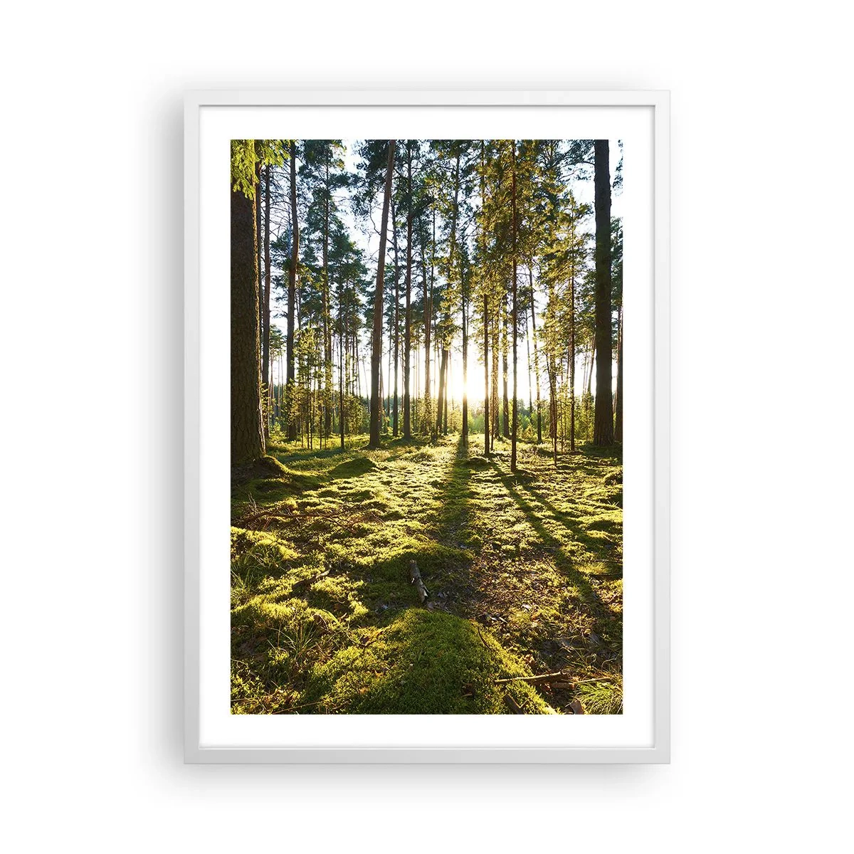 Poster în ramă albă - Pădurea misterioasă - 50x70 cm