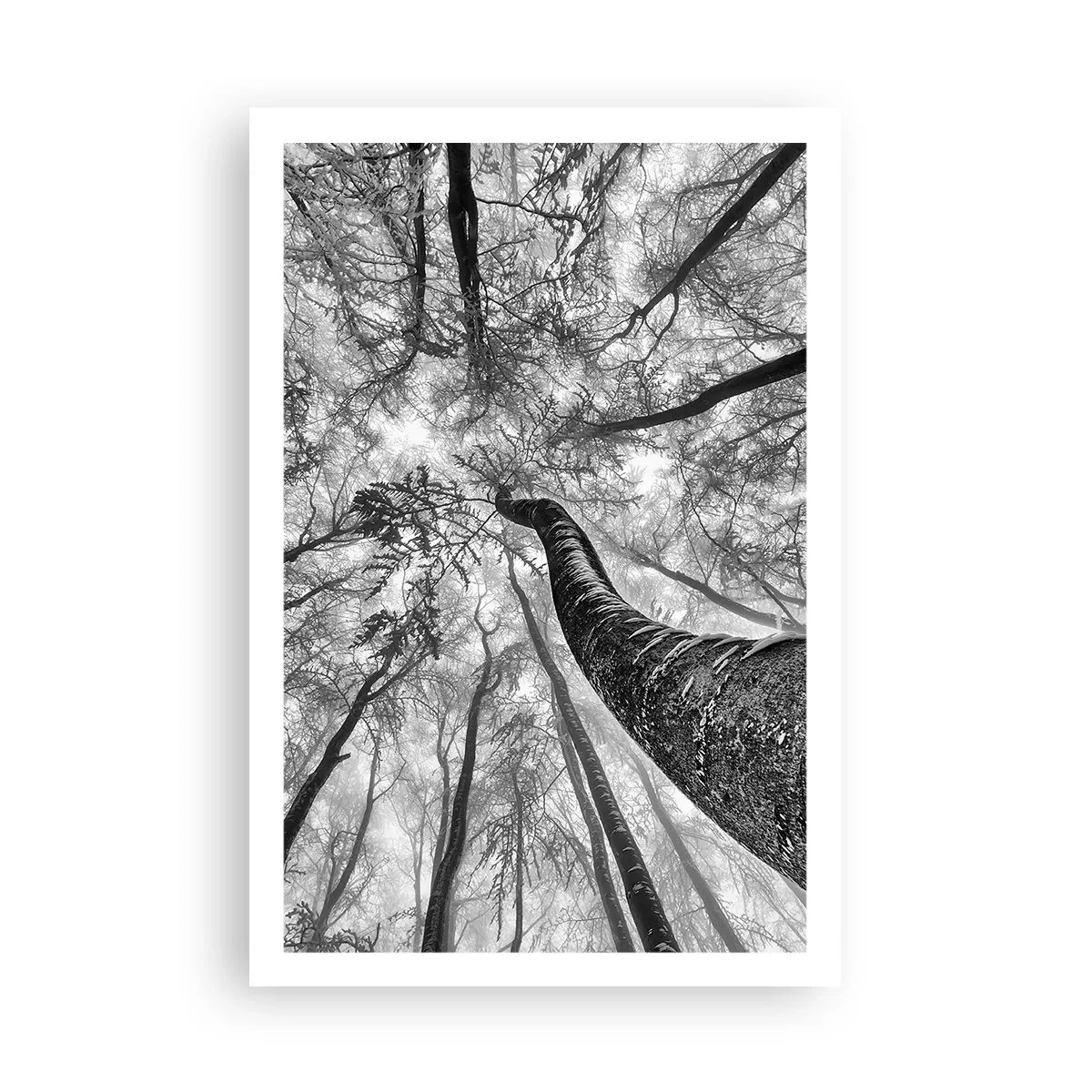 Poster - Cursa spre lumină - 61x91 cm