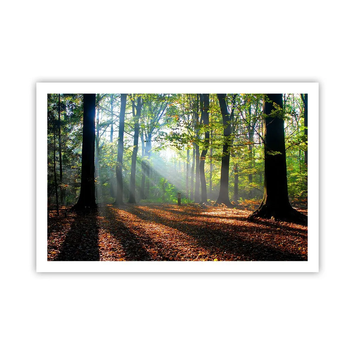 Poster - Străluciri și umbre - 91x61 cm