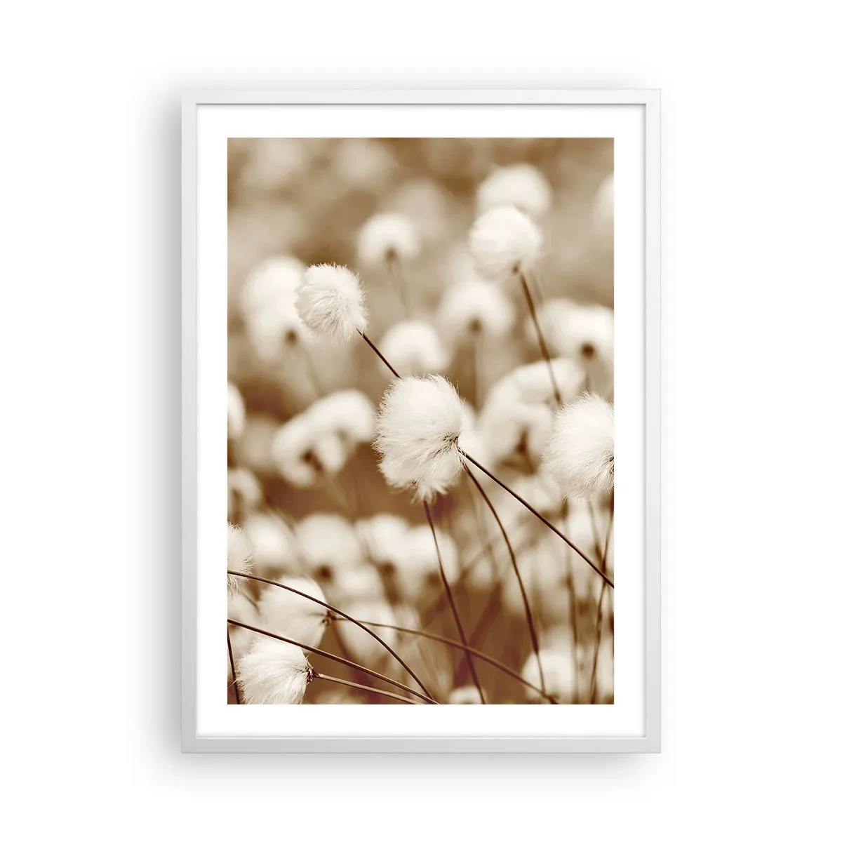Poster în ramă albă - Câmp pufos - 50x70 cm