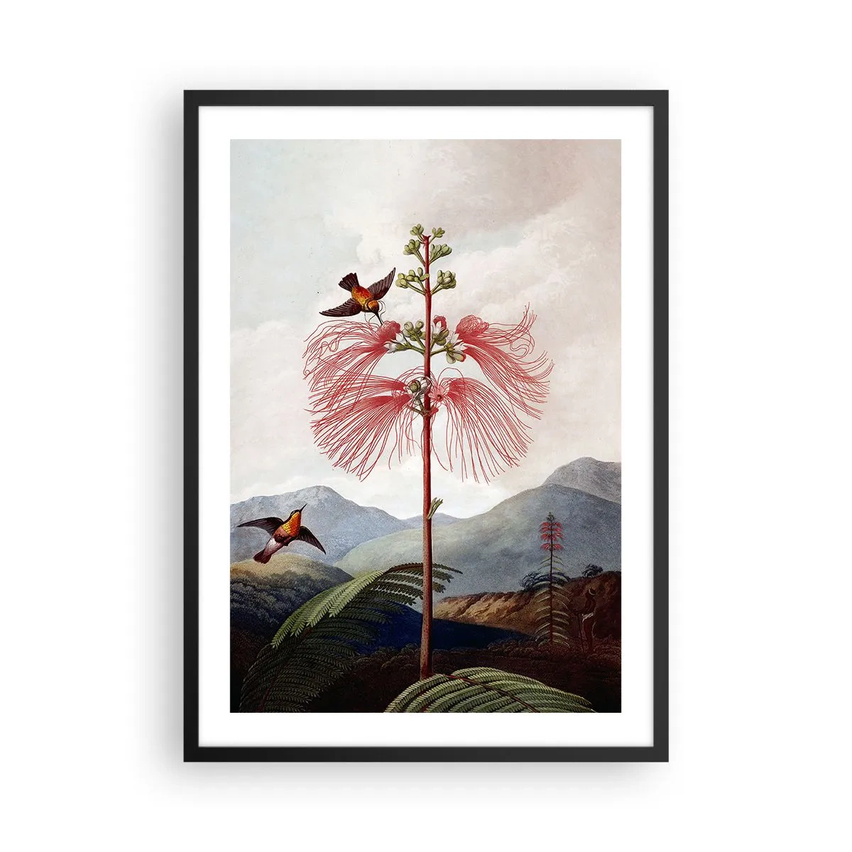 Poster în ramă neagră - Floare exotică cu colibri printre munți - 50x70cm - Într-un paradis tropical - Decorațiune modernă pentru perete pentru living și dormitor ARTTOR
