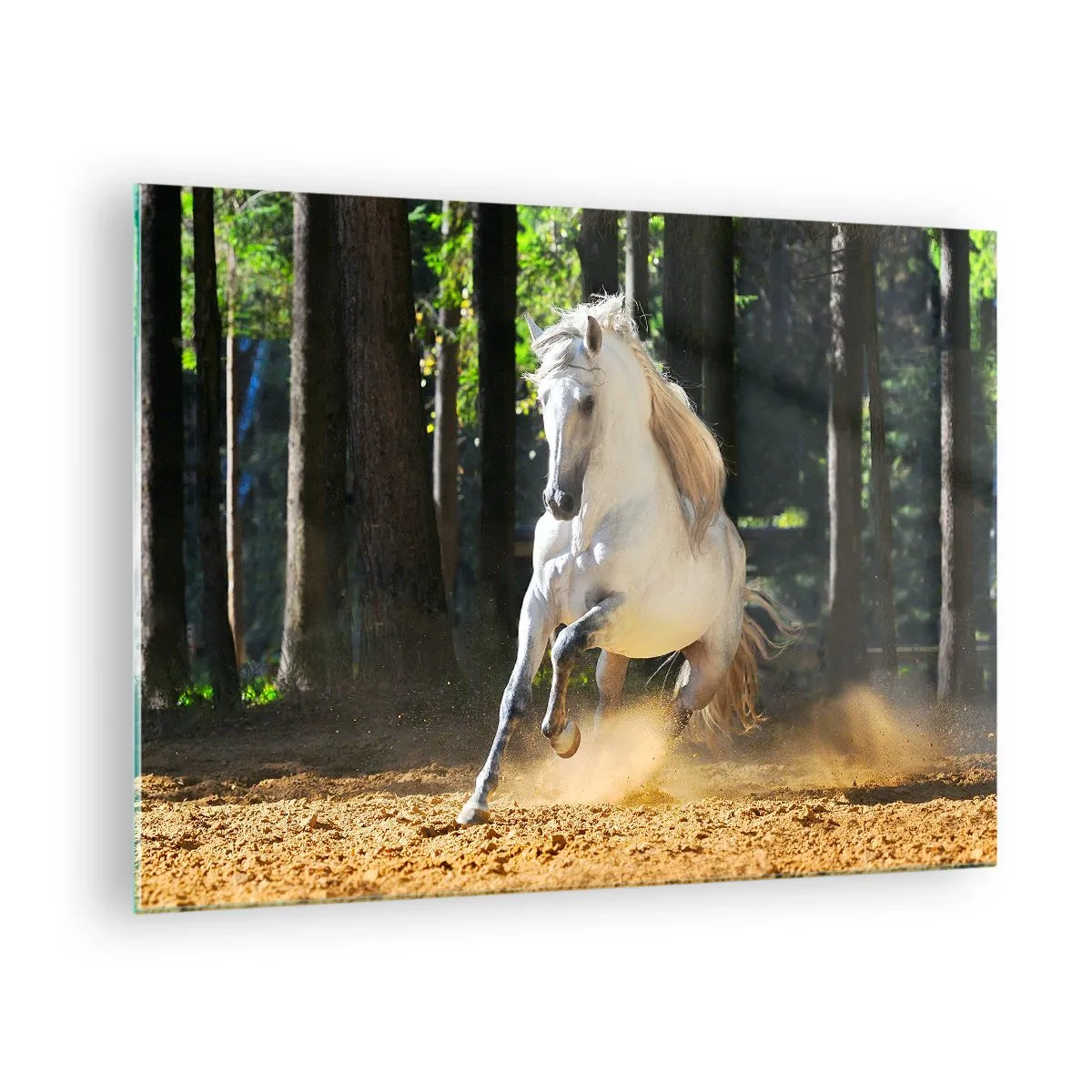 Tablou pe sticlă - Un cal alb galopează pe un teren nisipos în pădure - 70x50cm - Ca într-un roman fantastic - Decorațiune modernă pentru perete pentru living și dormitor ARTTOR