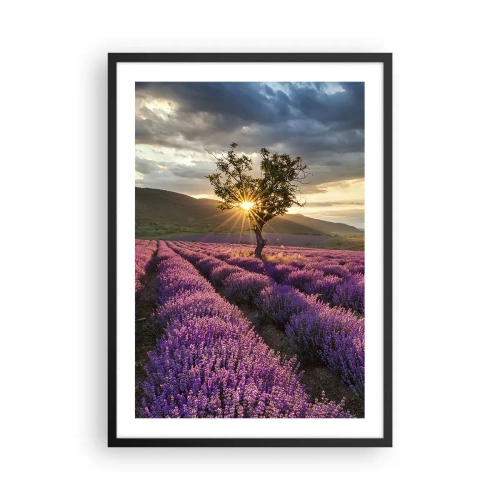 Poster în ramă neagră - Un câmp de lavandă cu un copac singuratic și un apus de soare - 50x70cm - Aroma în liliac - Decorațiune modernă pentru perete pentru living și dormitor ARTTOR