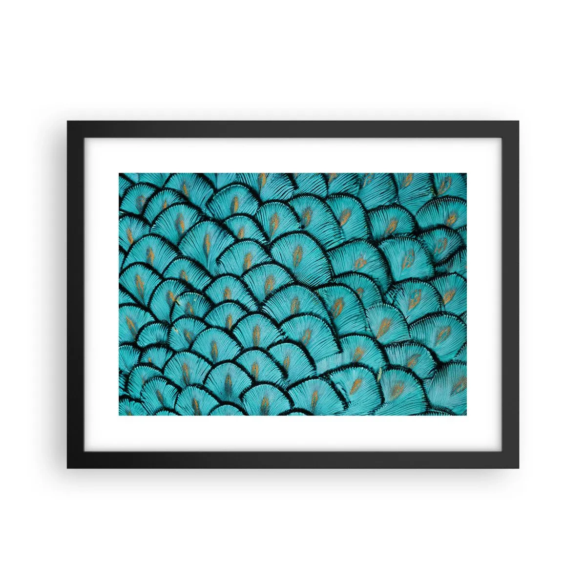 Poster în ramă neagră - Marea gală a penelor - 40x30 cm