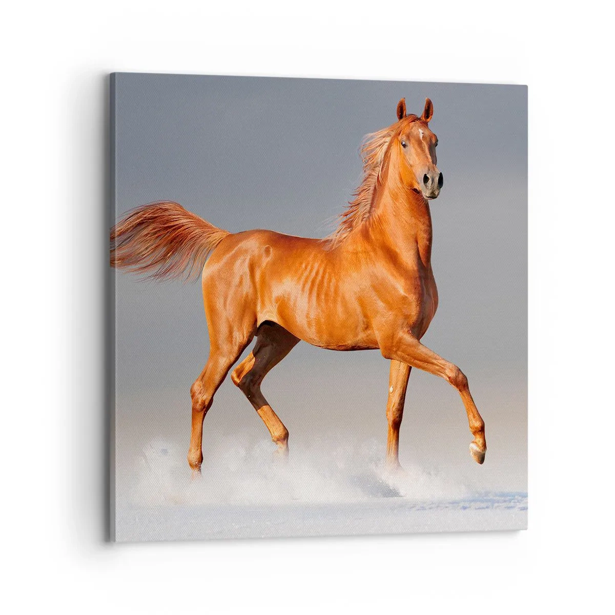 Tablou pe pânză - Dansul grației - 70x70 cm