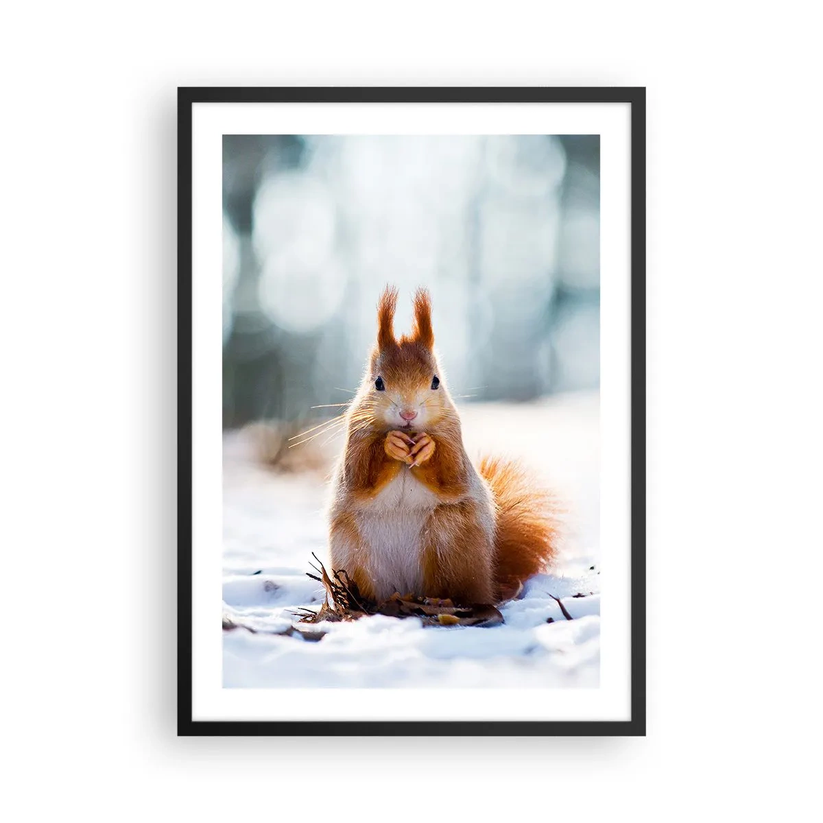 Poster în ramă neagră - Veveriță în zăpadă în pădurea de iarnă - 50x70cm - Și la ce te uiți? - Decorațiune modernă pentru perete pentru living și dormitor ARTTOR