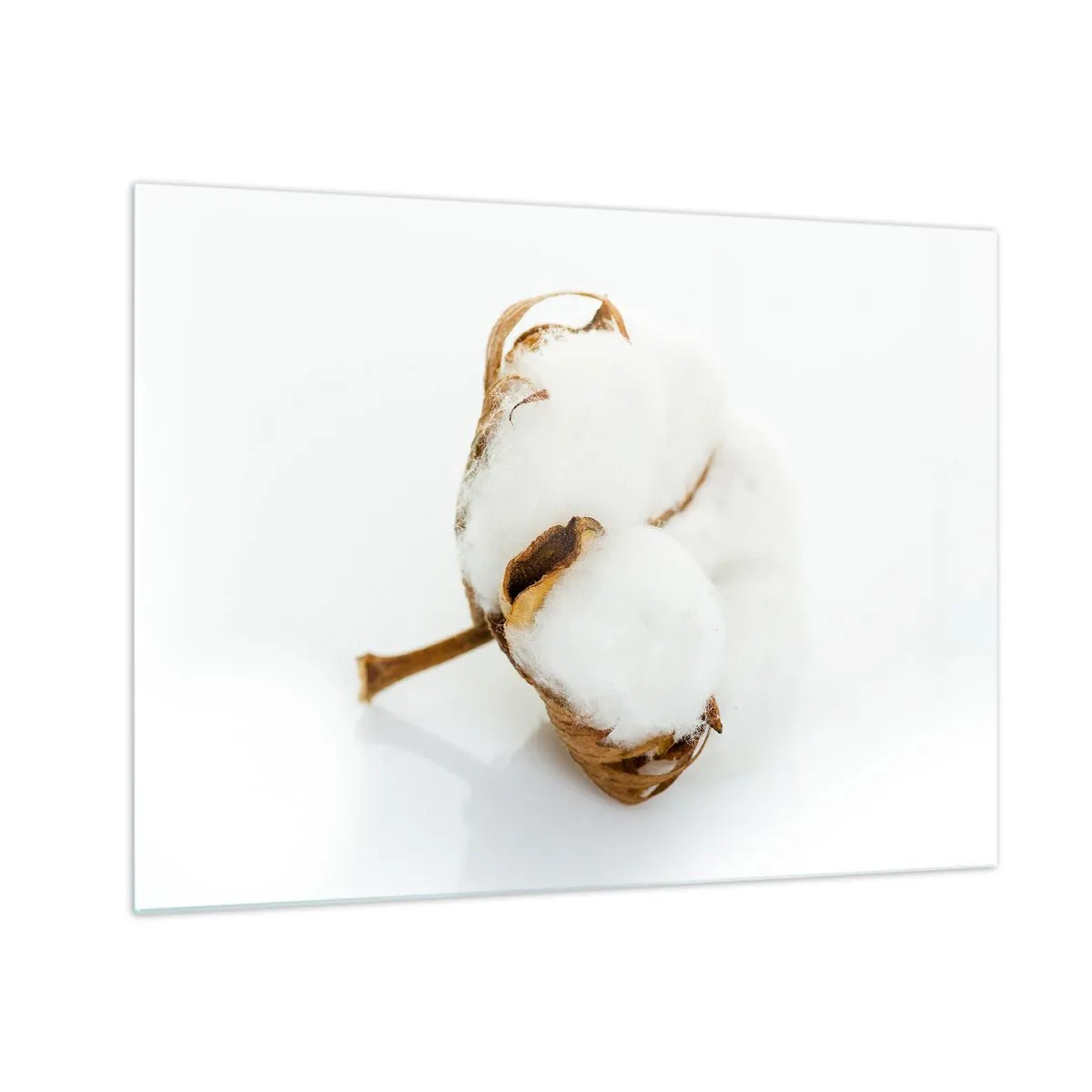 Tablou pe sticlă - O singură floare de bumbac pufoasă pe un fundal alb - 70x50cm - Moale prin natură - Decorațiune modernă pentru perete pentru living și dormitor ARTTOR