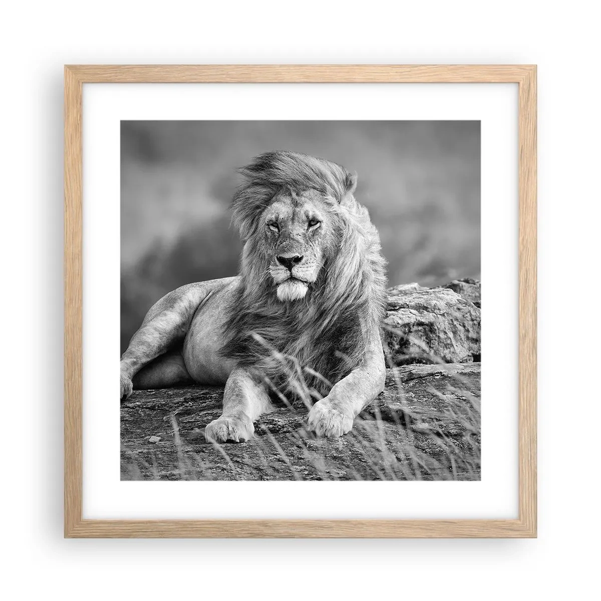 Poster în ramă de stejar deschis - Siesta regală - 40x40 cm