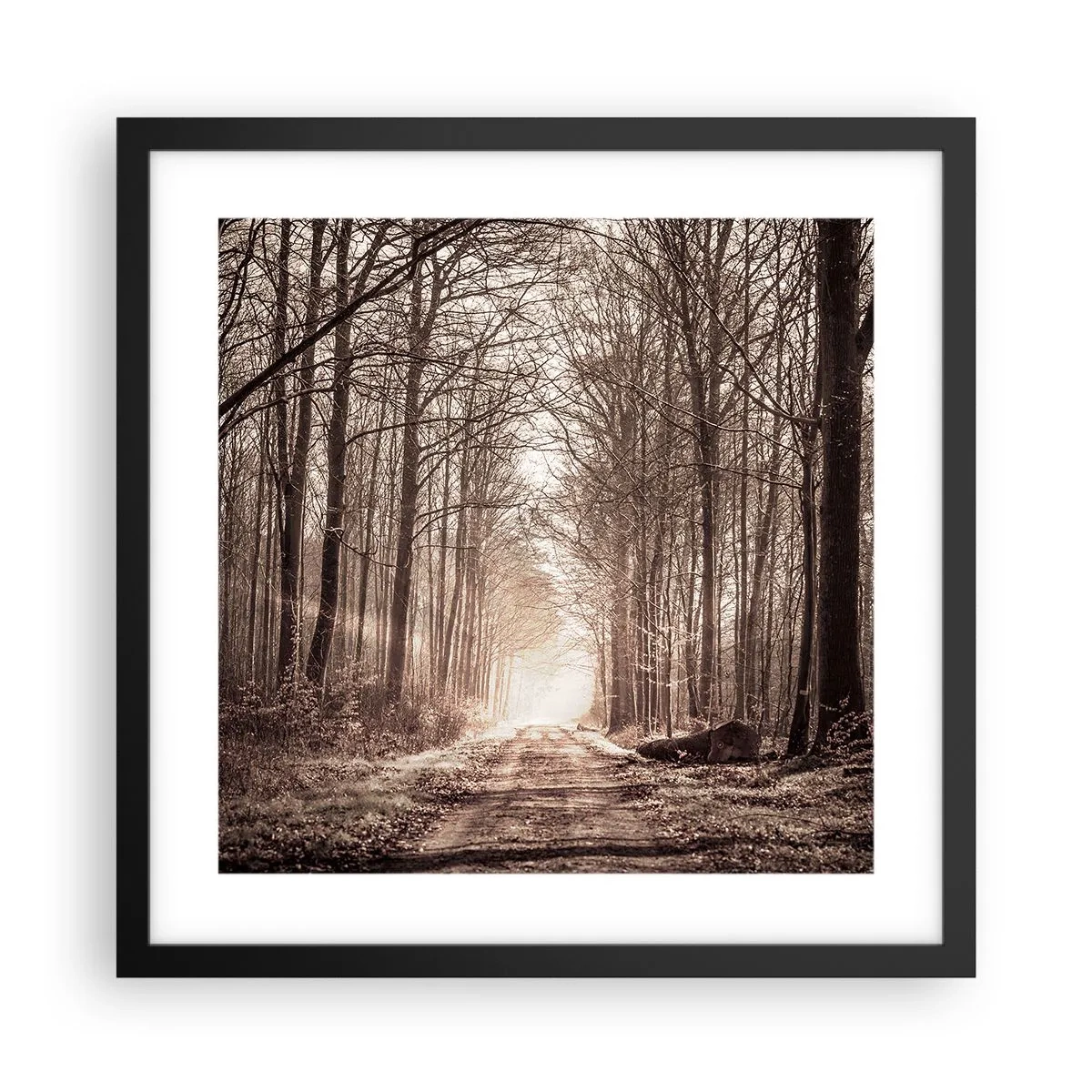 Poster în ramă neagră - Catedrala Forestieră - 40x40 cm