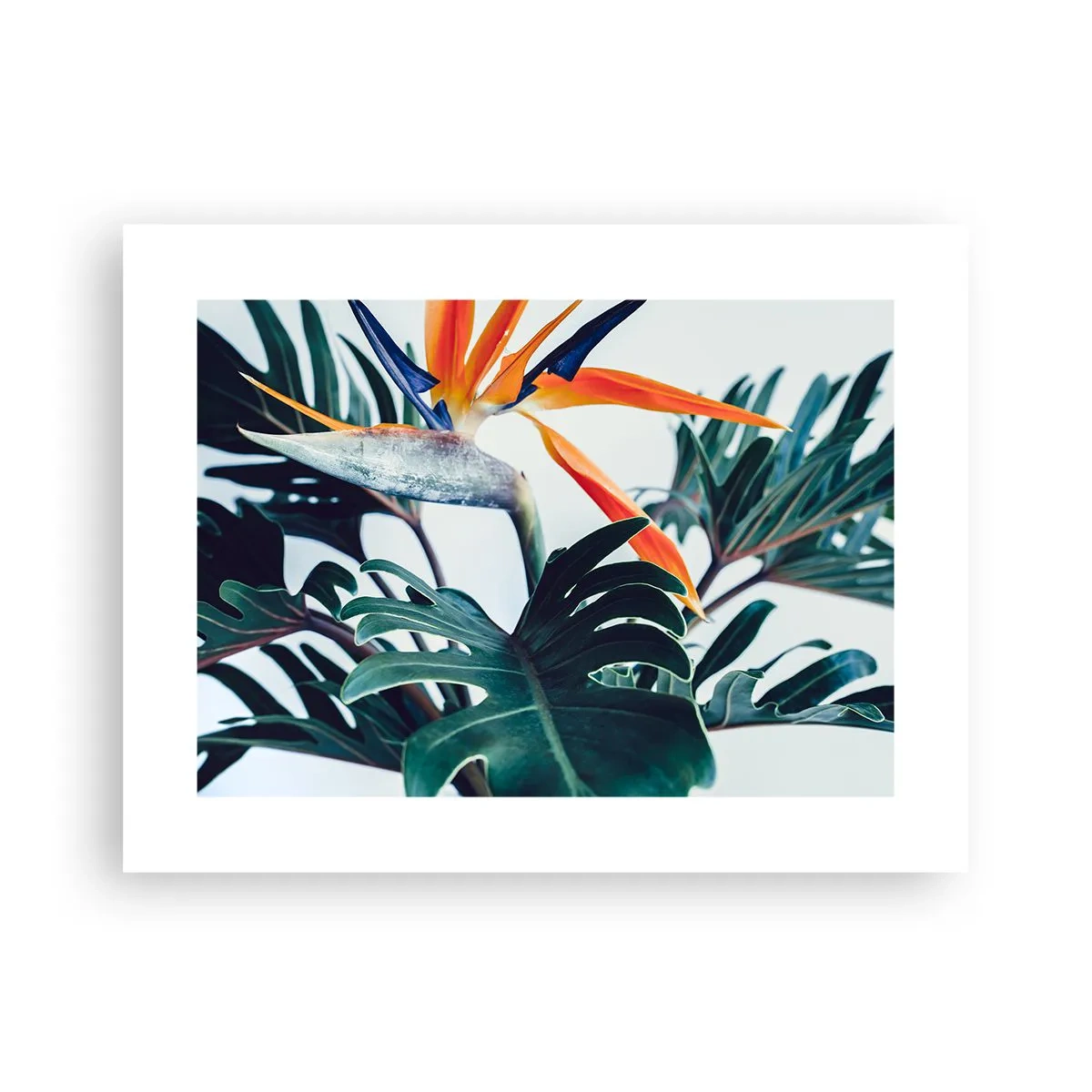 Poster - Tufiș sau pasăre? - 40x30 cm