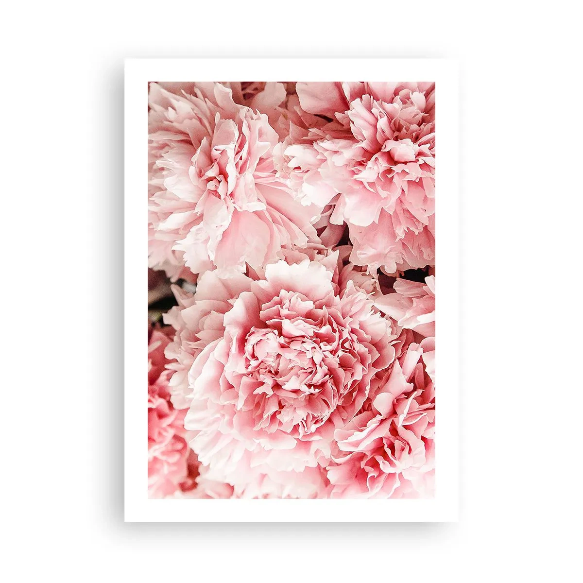 Poster - Visul roz - 50x70 cm