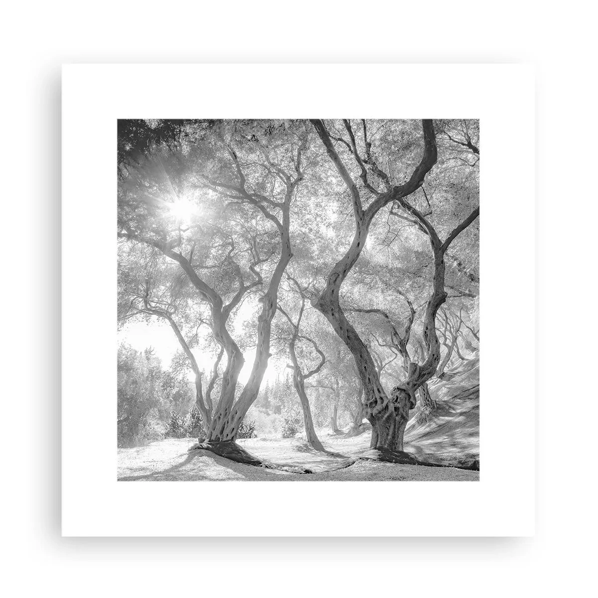 Poster - Într-o livadă de măslini - 30x30 cm