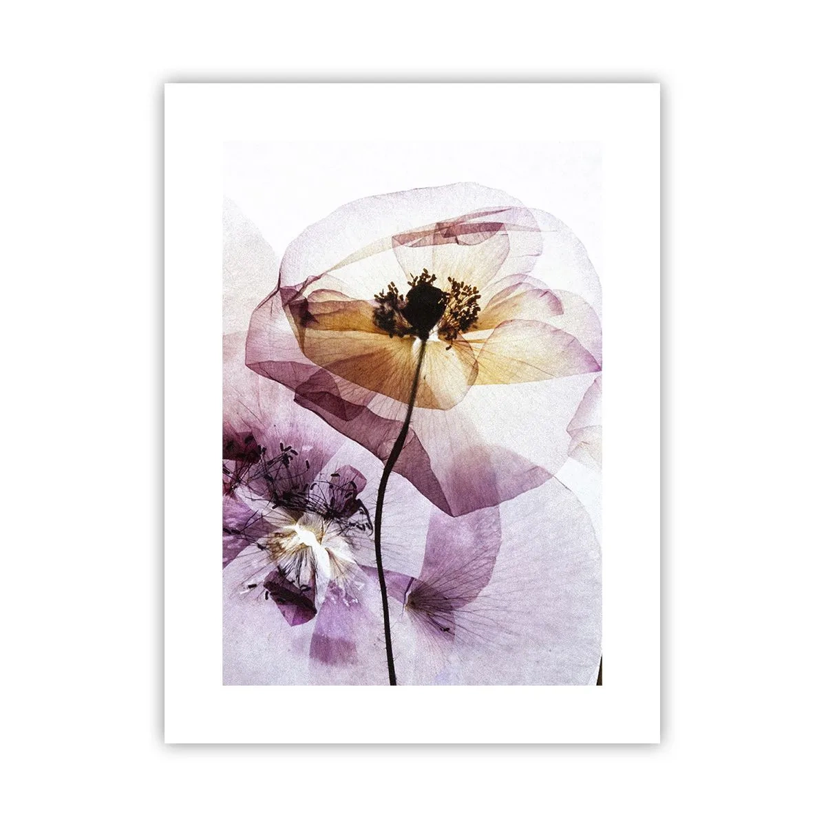 Poster - Corp de flori transparente - 30x40 cm