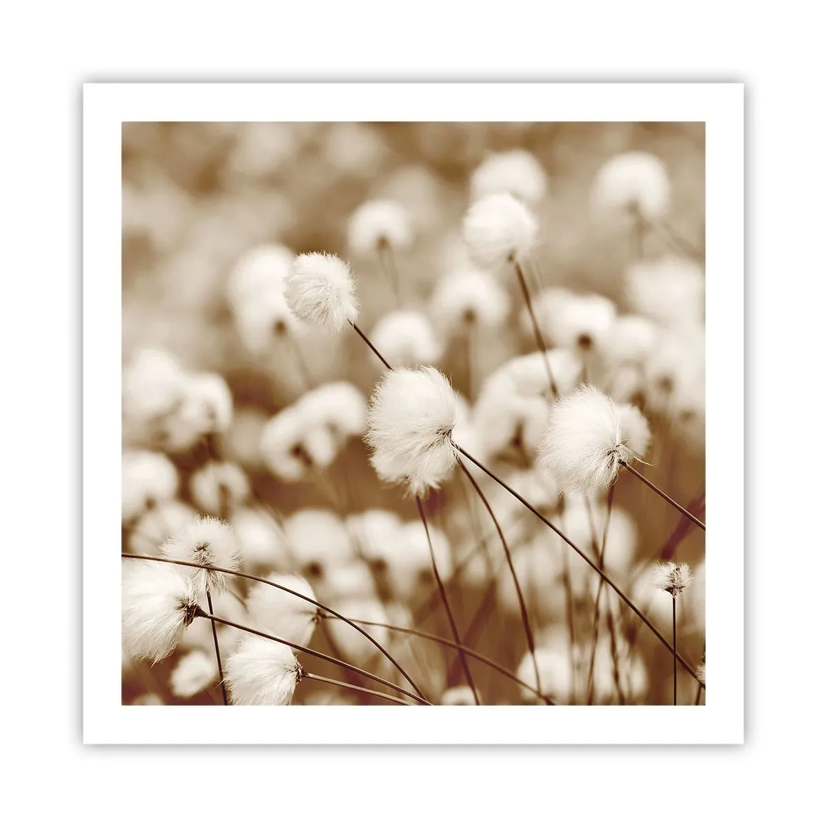 Poster - Câmp pufos - 60x60 cm