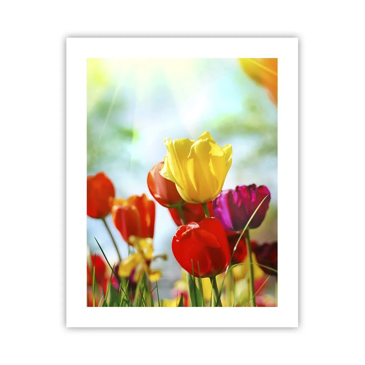 Poster - Toate culorile soarelui - 40x50 cm