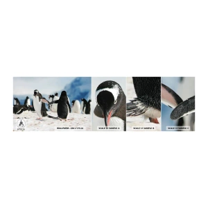 Mostră tapet autocolant Deluxe Sticker - Dansul în zăpadă - Pinguin, Antarctica, Peisaj - 100x30 cm