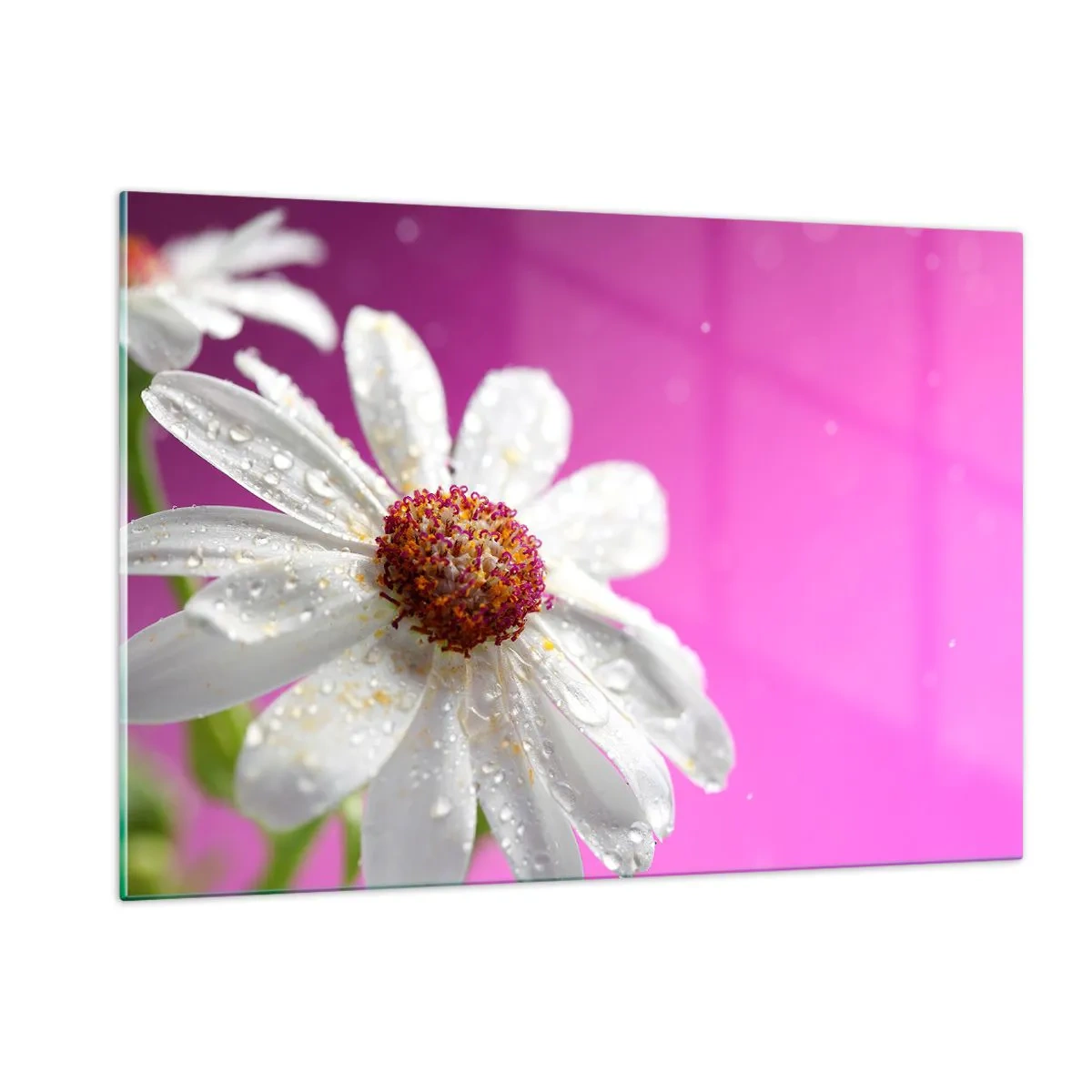 Tablou pe sticlă - Modestă în frumusețea ei - 120x80 cm