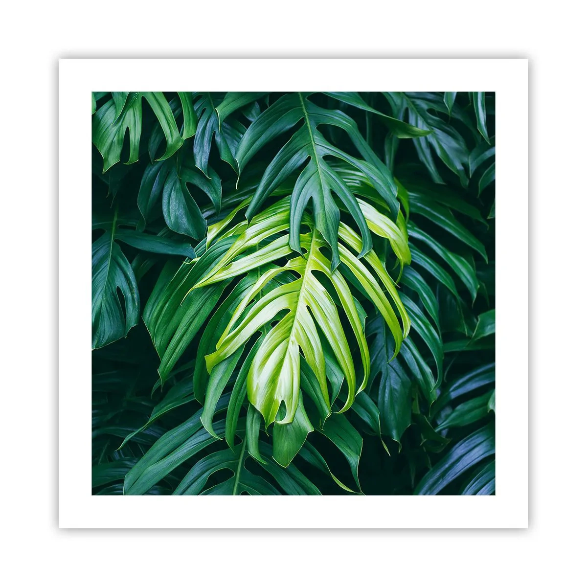 Poster - Scufundă-te în prospețime - 50x50 cm