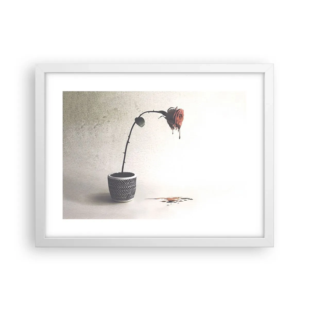 Poster în ramă albă - Rosa dolorosa - 40x30 cm
