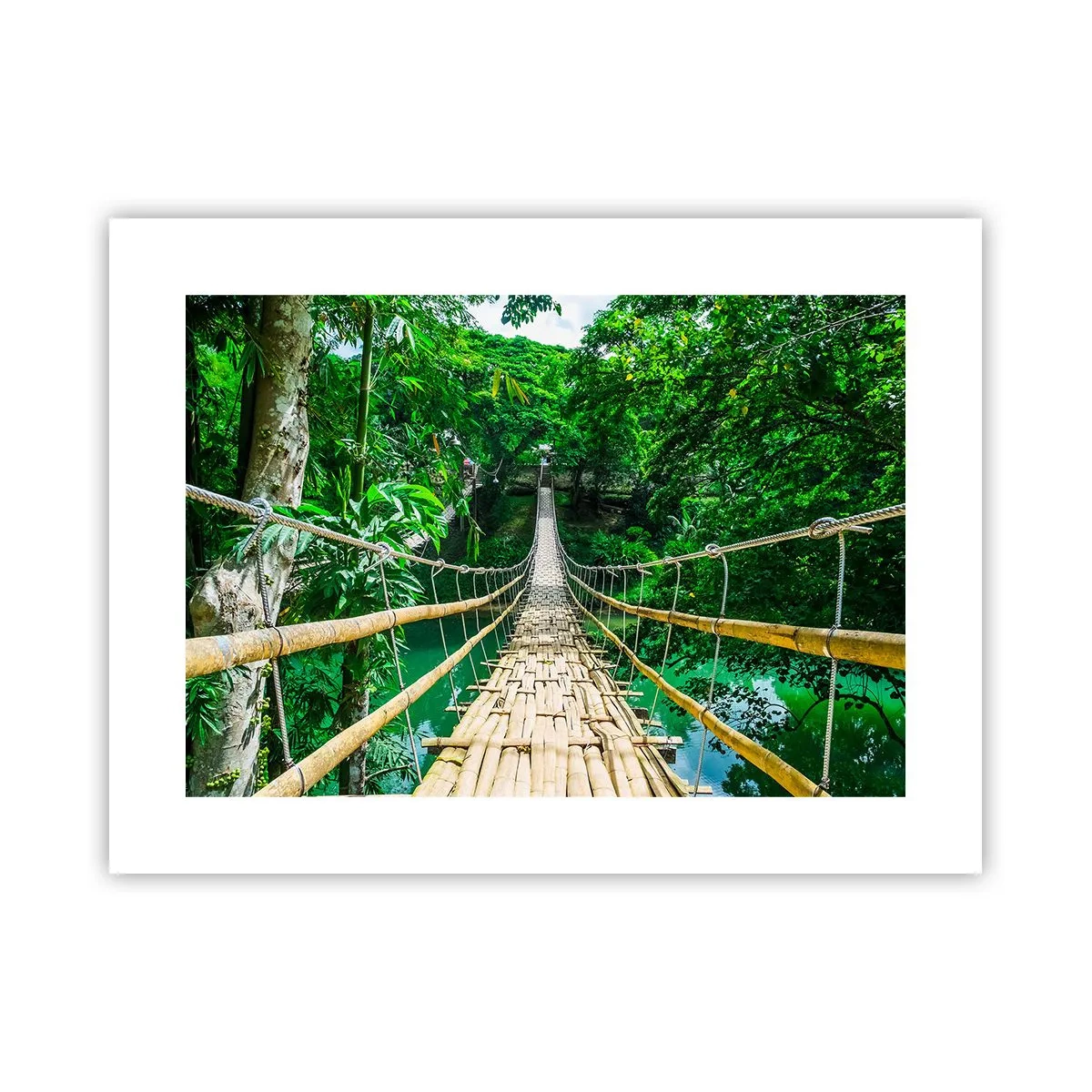 Poster - Pod de maimuțe peste verdeață - 40x30 cm