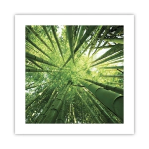 Poster - Într-o pădure de bambus - 40x40 cm