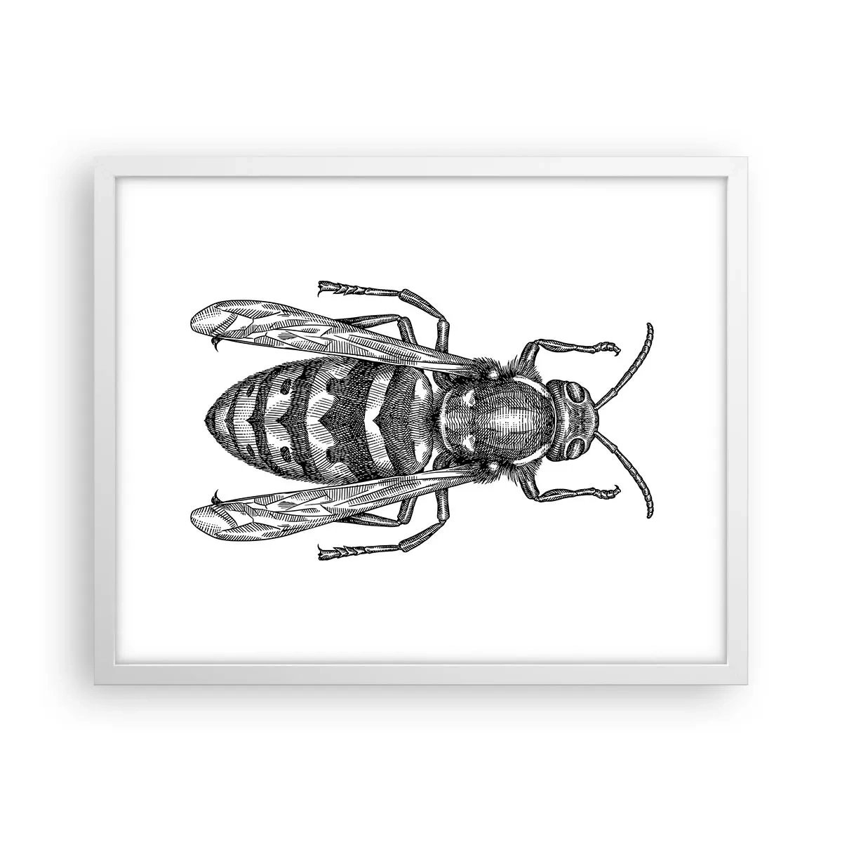Poster în ramă albă - De pe o planetă de insecte - 50x40 cm