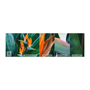 Mostră tapet autocolant Deluxe Sticker - Este o floare sau o pasăre? - Strelitzia Royal, Floare, Africa - 100x30 cm