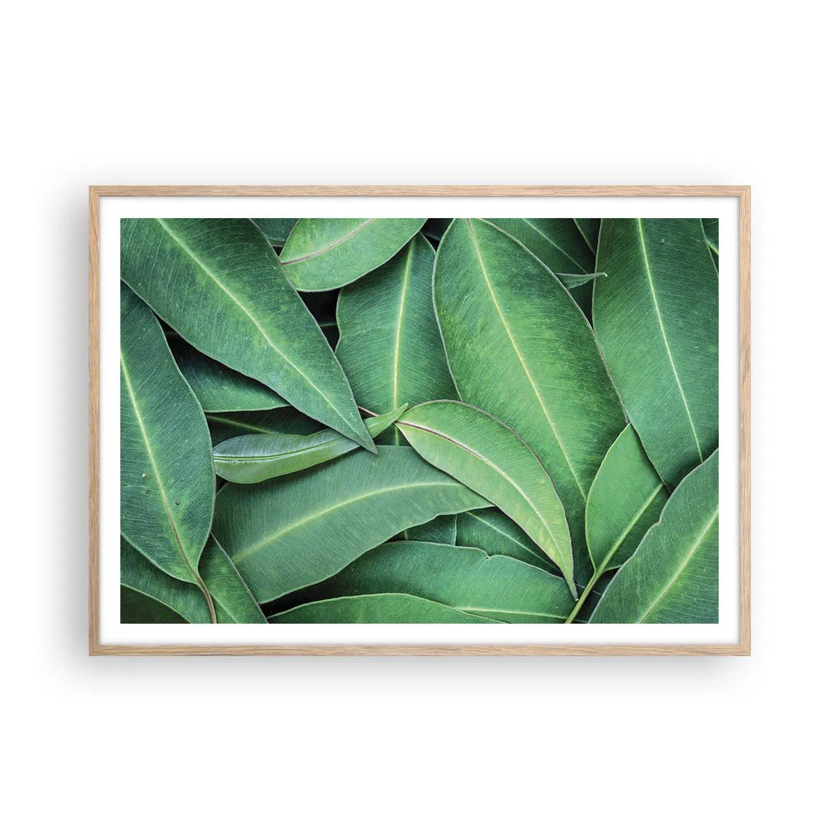 Poster în ramă de stejar deschis - Suculente și proaspete - 100x70 cm