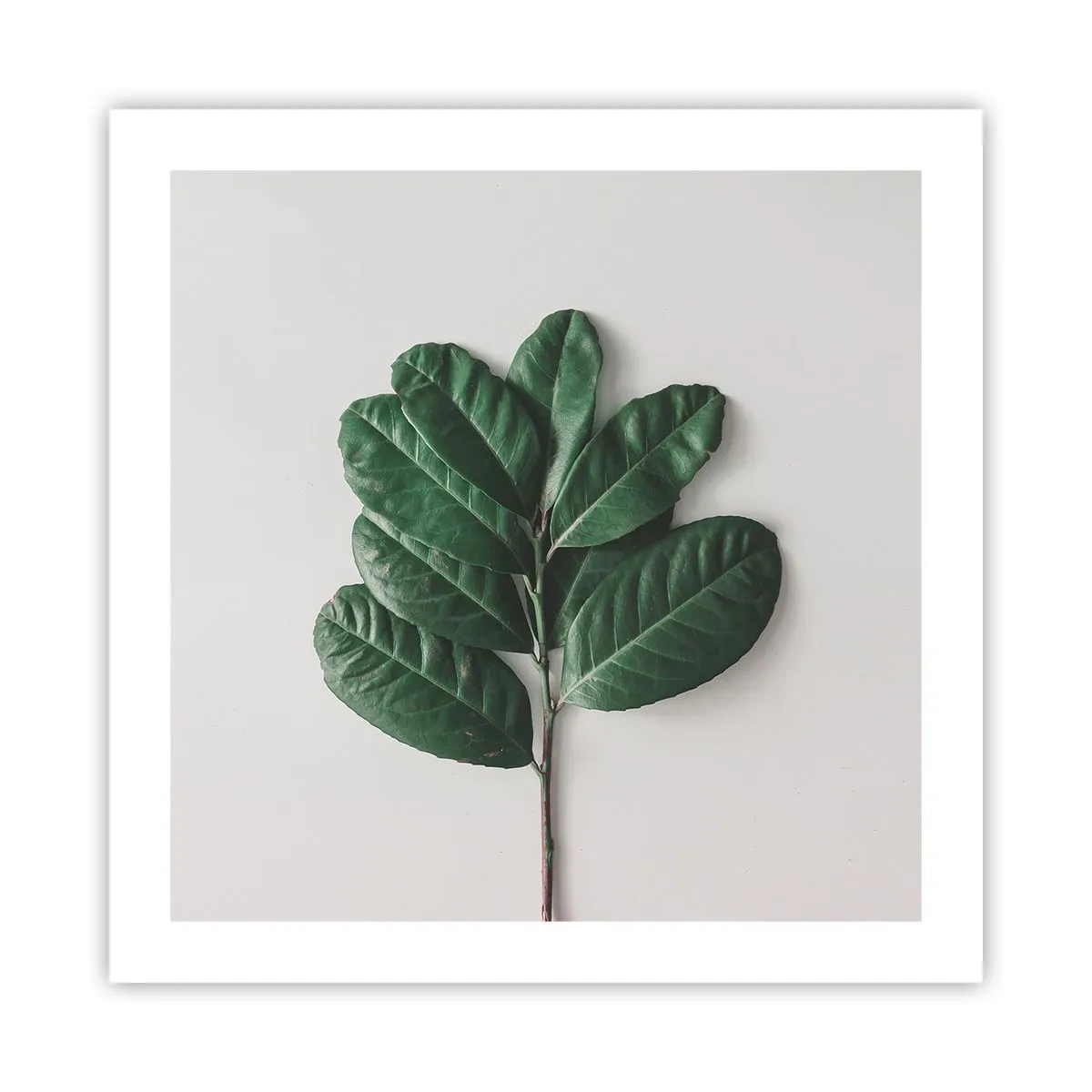 Poster - Desenul naturii însăși - 50x50 cm