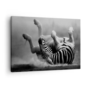 Tablou pe pânză Canvas - O zebră albă și neagră care se rostogolește în nisip - 70x50cm - Distracție - Decorațiune modernă pentru perete pentru living și dormitor ARTTOR