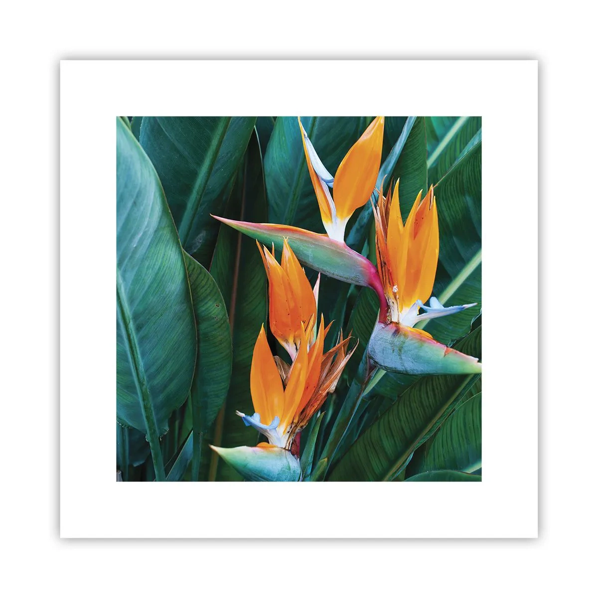Poster - Este o floare sau o pasăre? - 30x30 cm