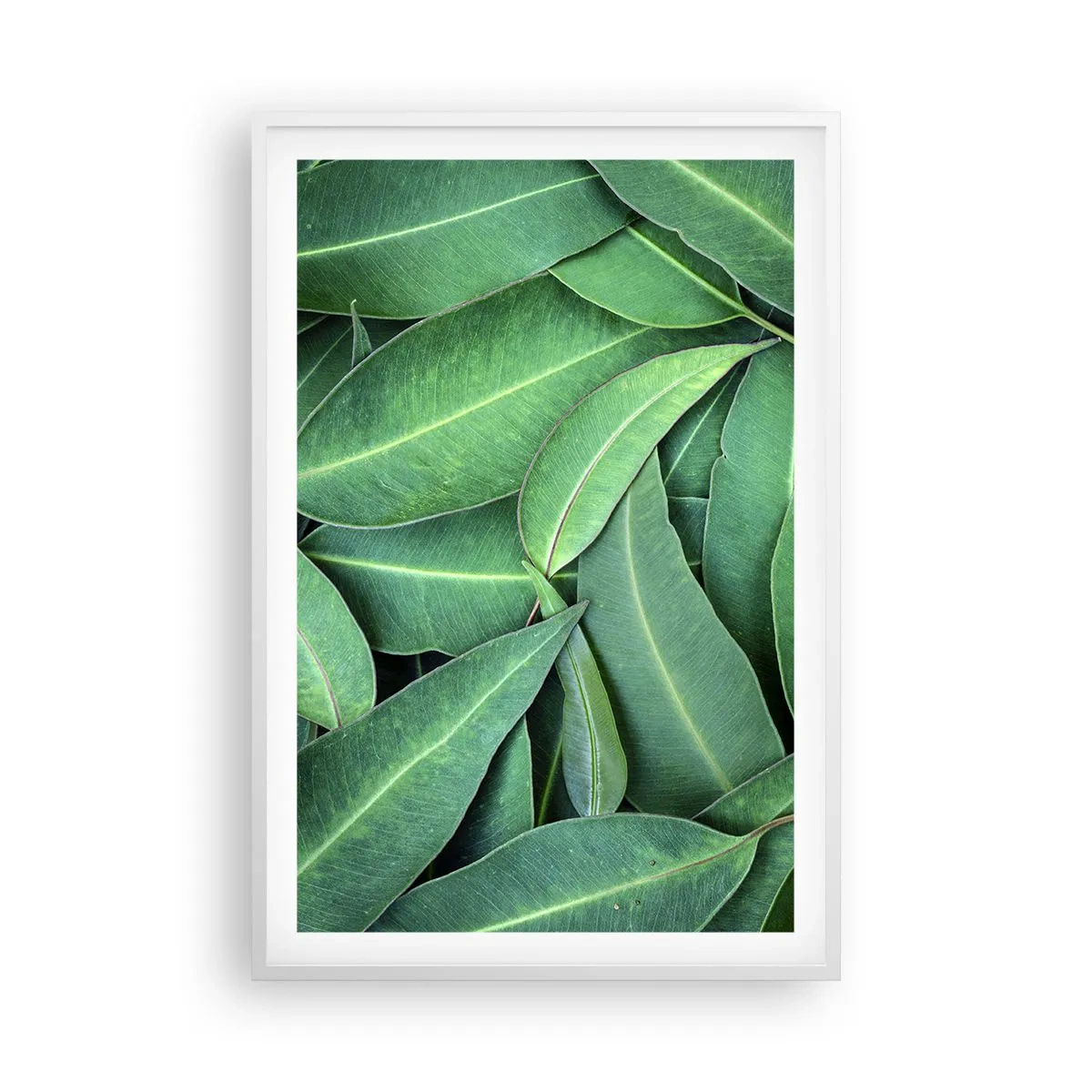 Poster în ramă albă - Suculente și proaspete - 61x91 cm