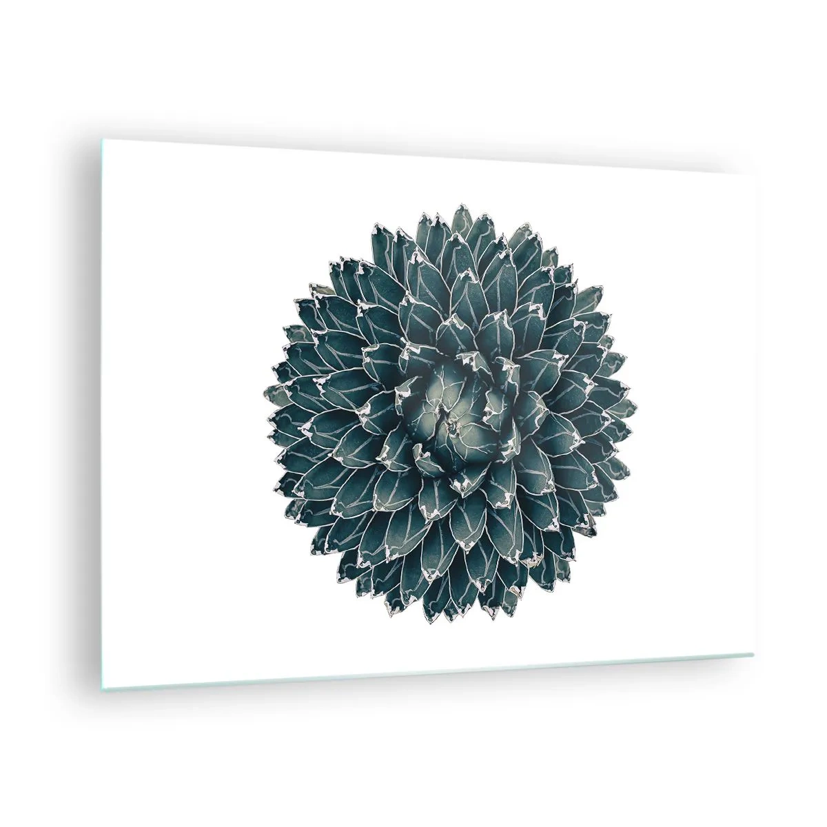 Tablou pe sticlă - Model simetric de plantă suculentă pe fundal alb - 70x50cm - Steaua deșertului - Decorațiune modernă pentru perete pentru living și dormitor ARTTOR