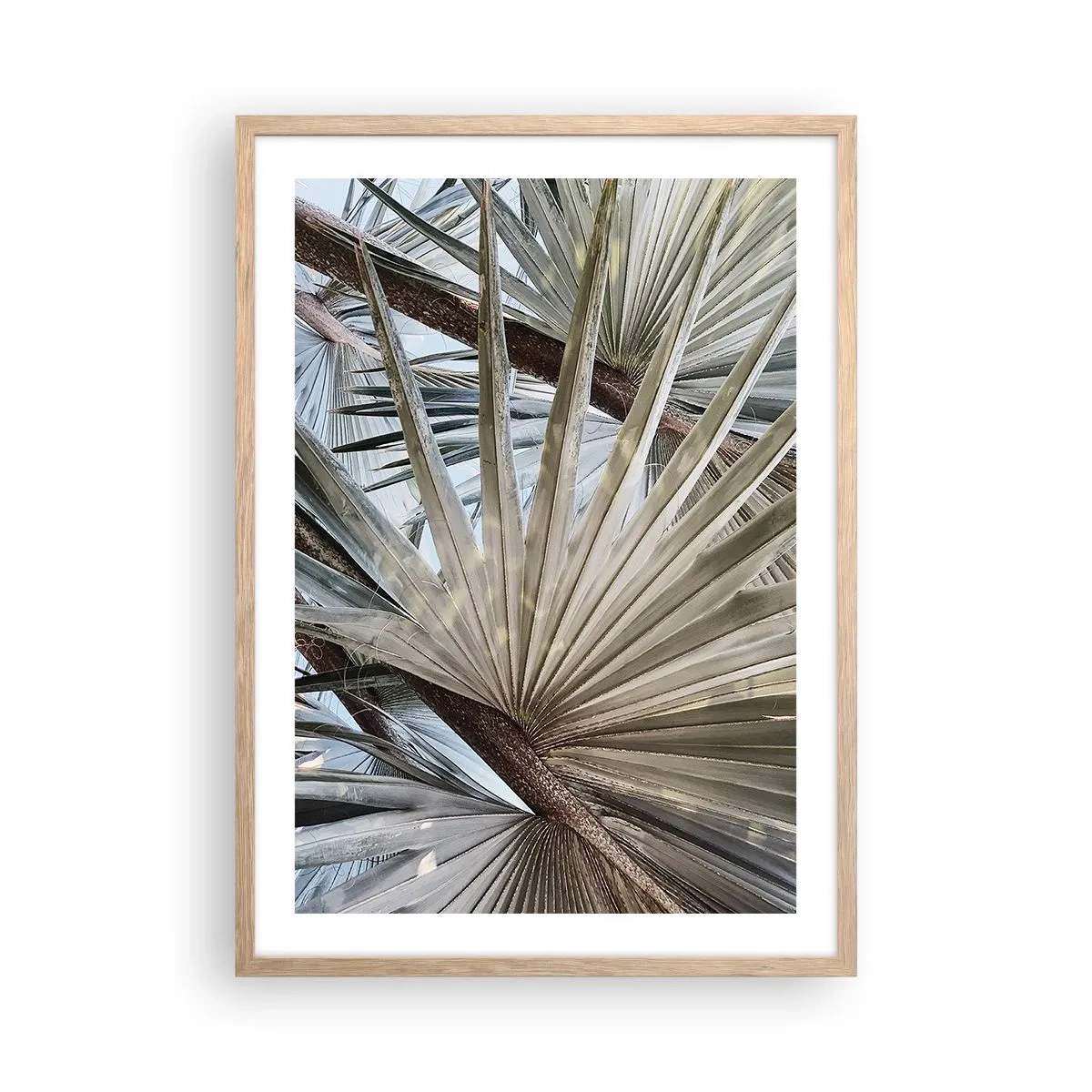 Poster în ramă de stejar deschis - Evantaie din tropice - 50x70 cm