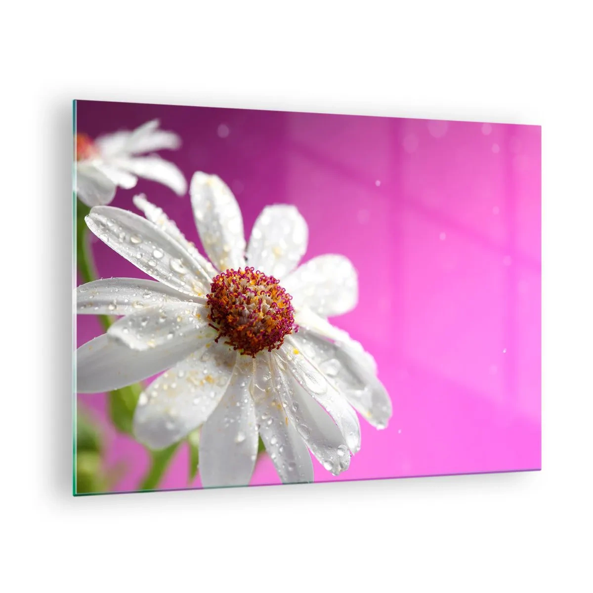 Tablou pe sticlă - Fotografie macro a unei flori albe cu picături de rouă pe un fundal roz - 70x50cm - Modestă în frumusețea ei - Decorațiune modernă pentru perete pentru living și dormitor ARTTOR