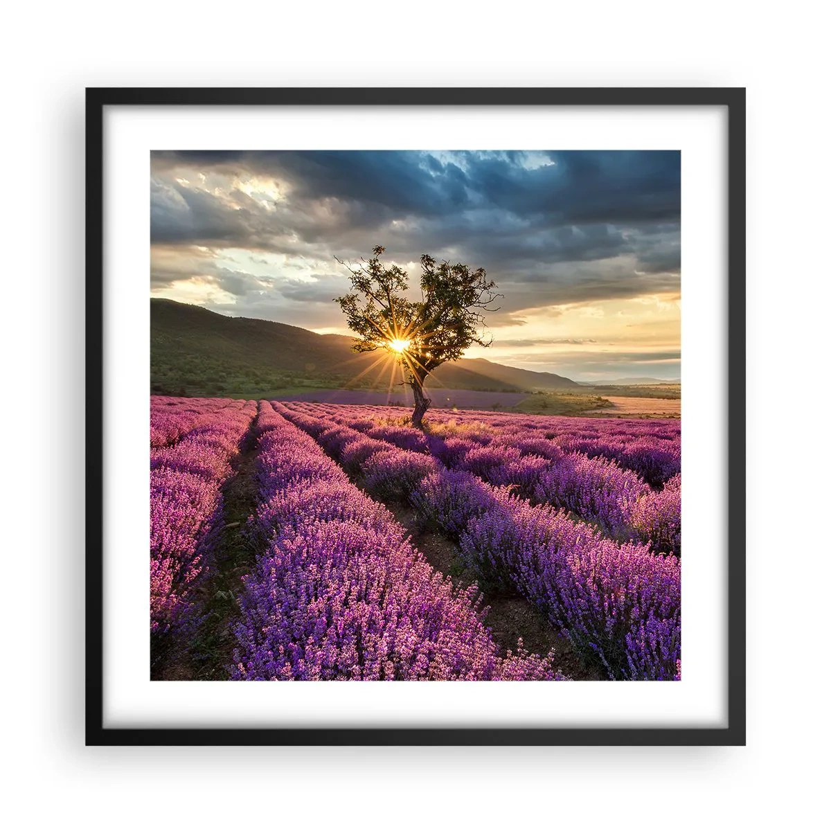 Poster în ramă neagră - Aroma în liliac - 50x50 cm