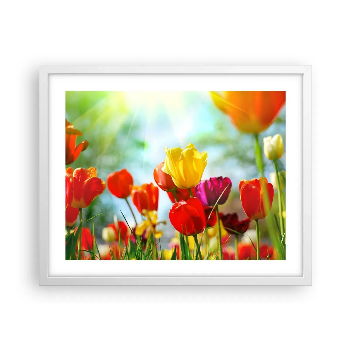 Poster în ramă albă - Toate culorile soarelui - 50x40 cm