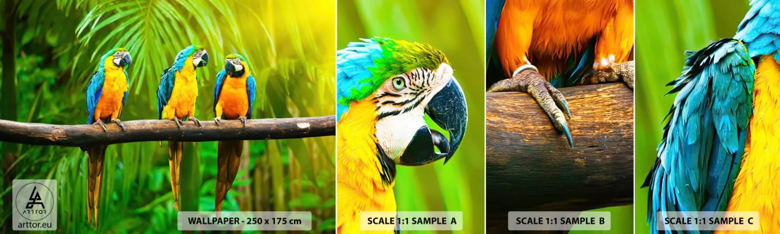 Mostră tapet autocolant Deluxe Sticker - Și ai auzit că ea...? - Păsări, Papagalii, Natură - 100x30 cm